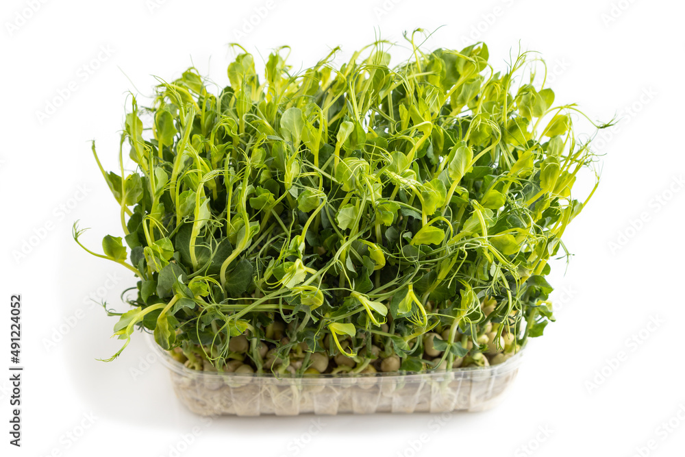 Plastic box with microgreen sprouts of green pea isolated on white background. Side view. Plastic box with microgreen sprouts of green pea isolated on white background. Side view.