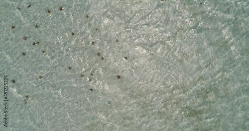 Wallpaper Mural Aerial view from above of a big group of starfishes under water Caribbean sea. Torontodigital.ca