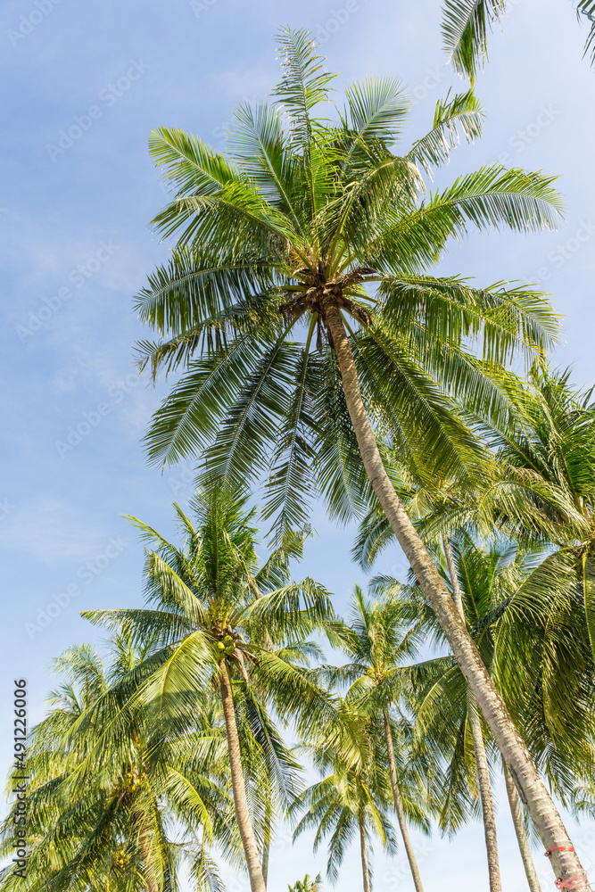 Green coconut tree leaf on sea beach against blue sky