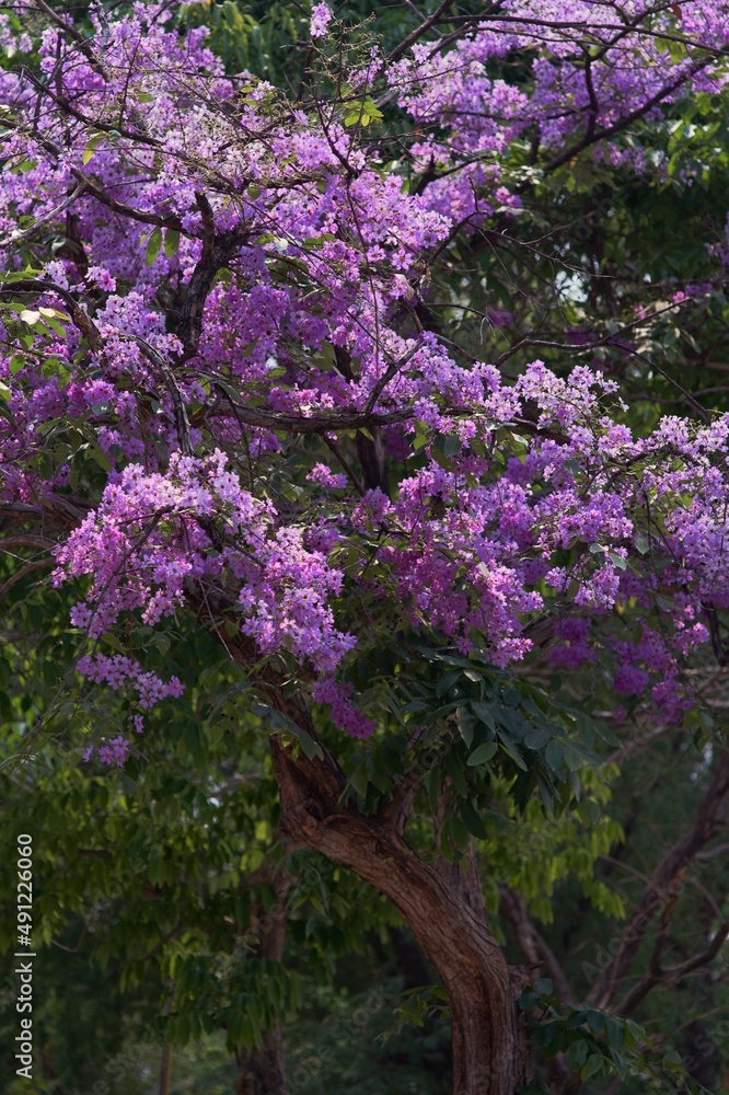 purple and white lilac flowers on the tree