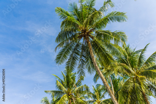 Green coconut tree leaf on sea beach against blue sky
