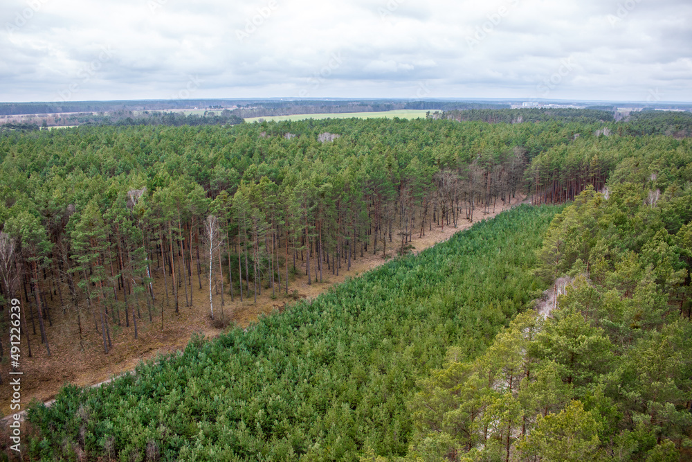 Naklejka premium A cut forest seen from above. Poland Slawa