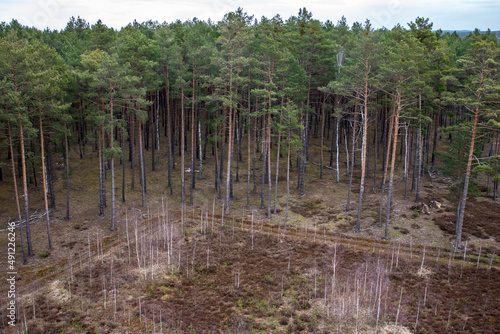 A cut forest seen from above. Poland Slawa