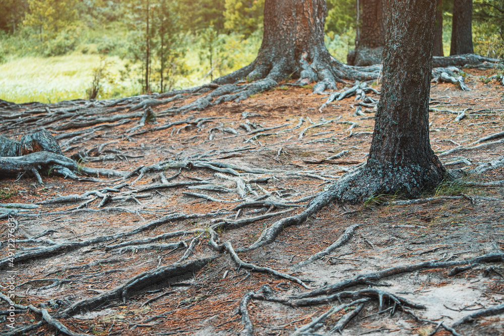 A powerful root system of a pine tree in a dense forest. Ecosystem and biology concept