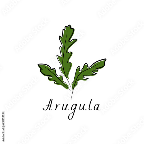 Arugula, rucola, rocket salad sign. Vegetable herb isolated icon for farm market, vegetarian salad recipe design. Vector illustration in flat style