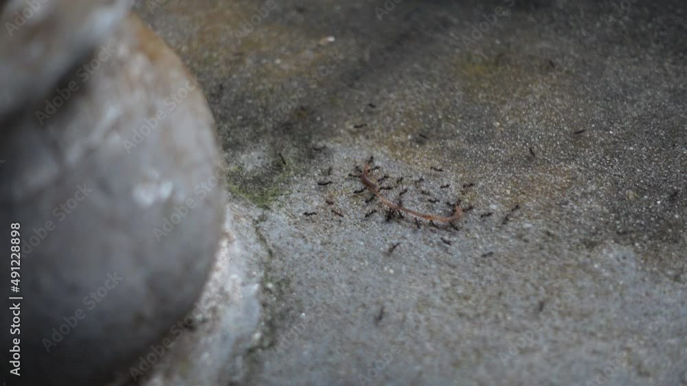 A half-dead centipede is being dragged by some ants for food. Group of ants collecting their food. A group of insects is attacking another insect. Insects collecting food. A half-dead centipede is being dragged by some ants for food. Group of ants collecting their food. A group of insects is attacking another insect. Insects collecting food.