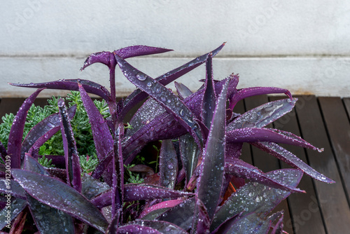Pot of purple tradescantia pallida with succulents next to it and many drops of water on a terrace with wooden floors photo
