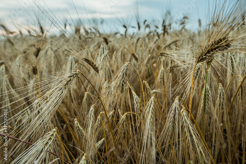 Ripe ears of wheat awaiting harvest