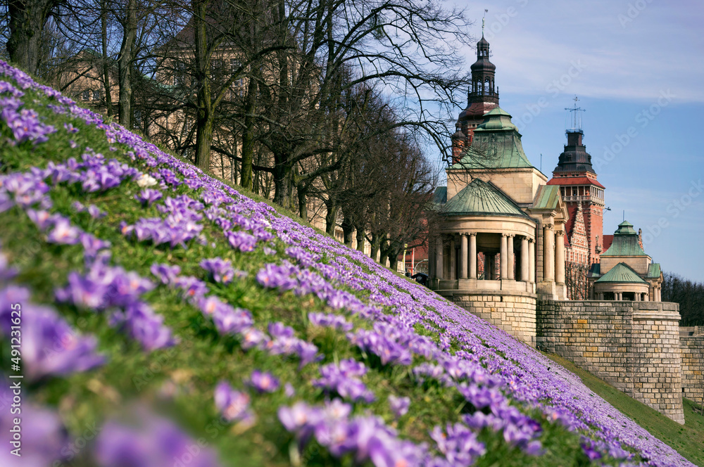 Obraz na płótnie Wały Chrobrego Szczecin krokusy kwitną wiosną historyzm gmachy urzędy pruska niemiecka architektura w salonie
