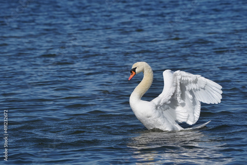 Mute swans resting swimming flapping and flying over by on freezing cold but sunny bright spring day in spring thaw