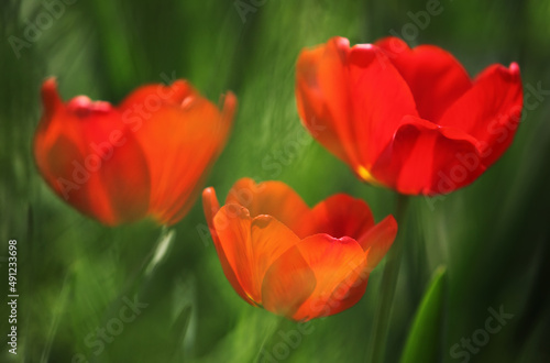 Group of tulips among green leaves