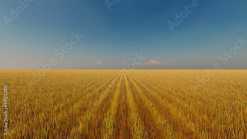 Picturesque landscape clear blue sky and yellow field of grass