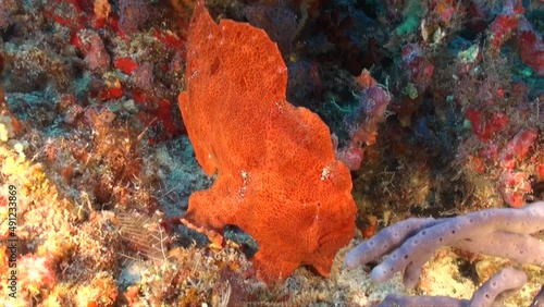 Orange Giant Frogfish walking over coral reef photo