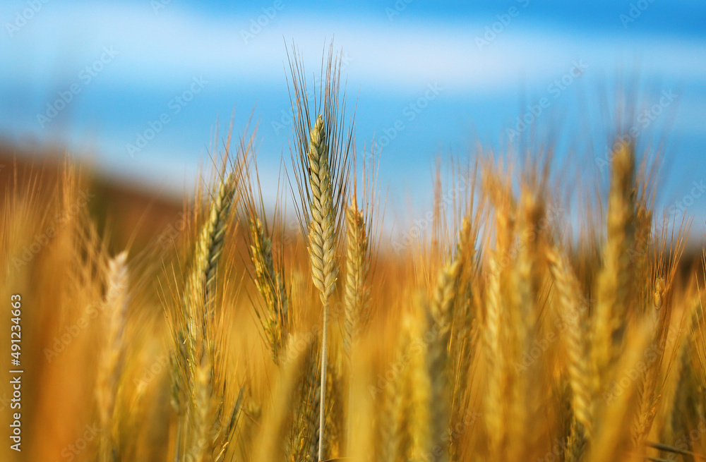 Close up of ripe wheat ears Close up of ripe wheat ears