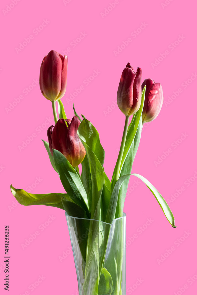 Bouquet of red tulips in a vase on a pink isolated background Bouquet of red tulips in a vase on a pink isolated background