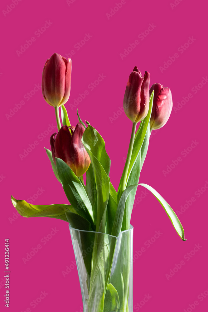 Bouquet of red tulips in a vase on a pink isolated background Bouquet of red tulips in a vase on a pink isolated background