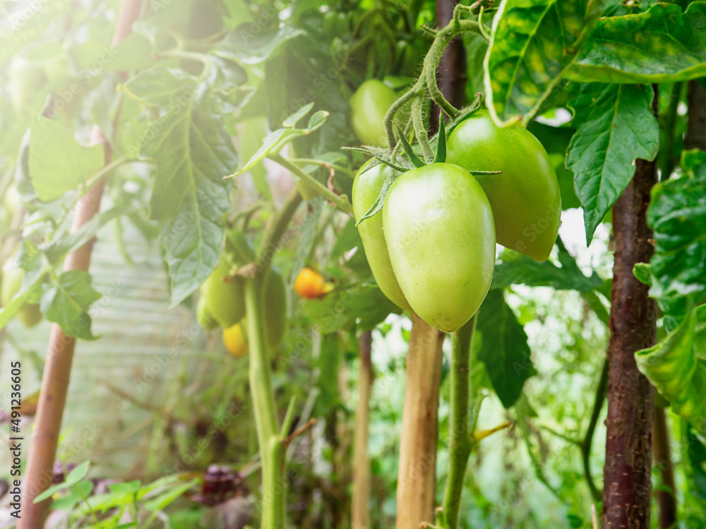Green tomatoes grow in the greenhouse. The concept of agricultural business and agricultural production. The concept of nature. Cultivation of food. Natural agriculture. Green tomatoes grow in the greenhouse. The concept of agricultural business and agricultural production. The concept of nature. Cultivation of food. Natural agriculture.