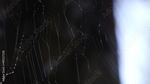 spider web in the morning