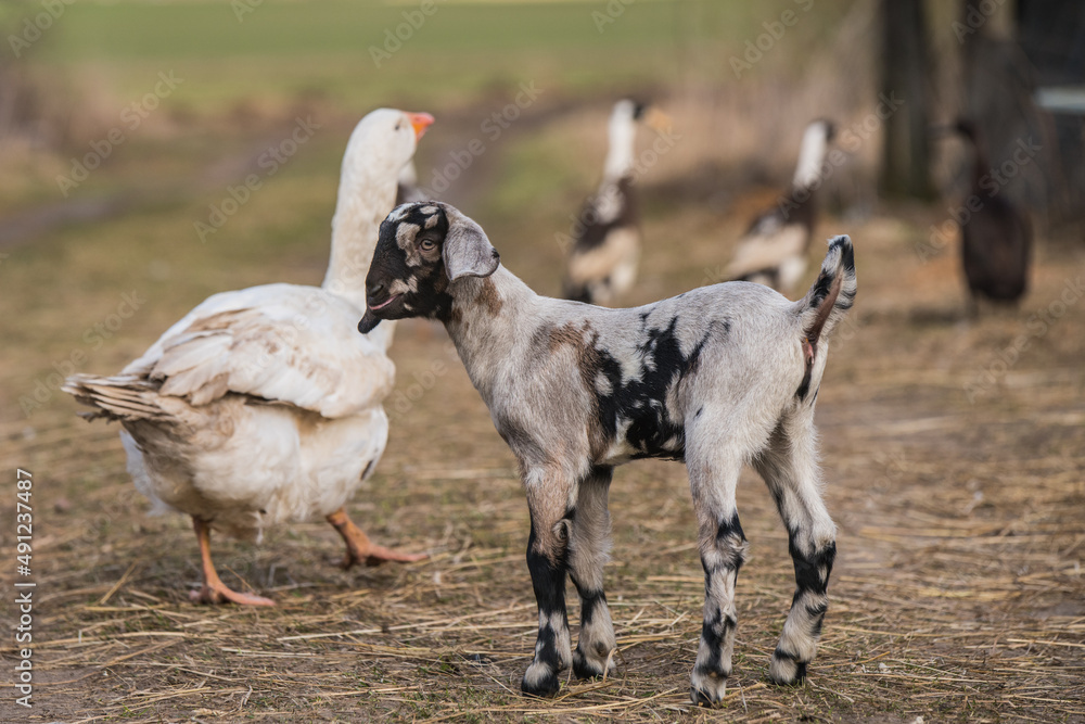 Obraz premium Small goat with white goose outside on the yard