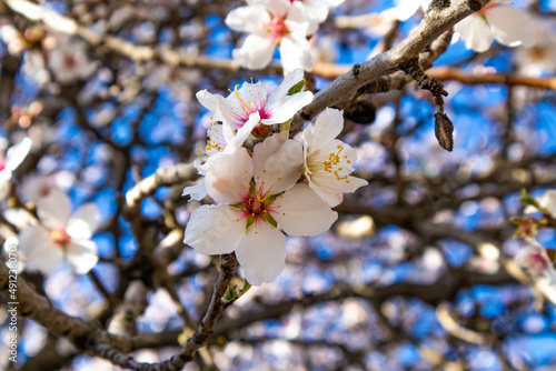 Fiori di ciliegio vicino al castello di Burgos  provincia di Sassari  Sardegna