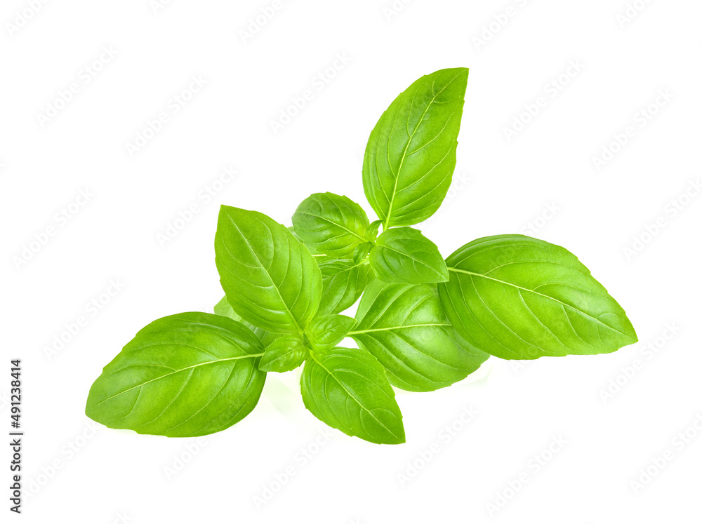 fresh basil leaf isolated on white background fresh basil leaf isolated on white background