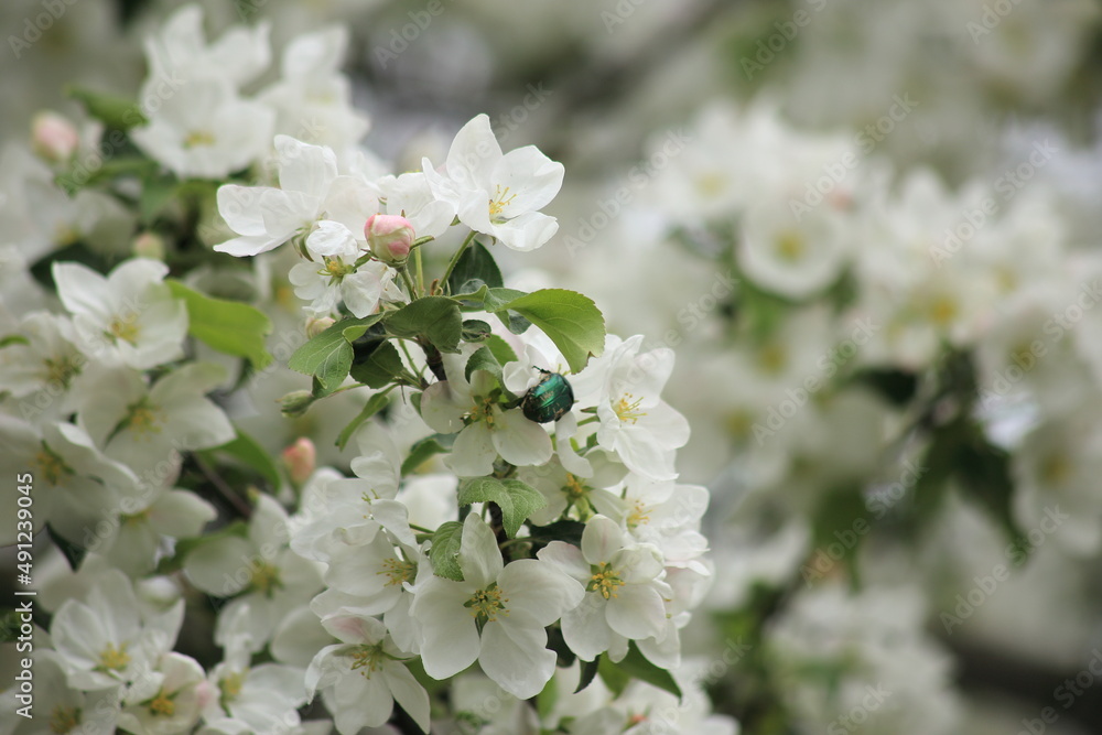 Background of white apple tree blossoms. High quality photo Background of white apple tree blossoms. High quality photo