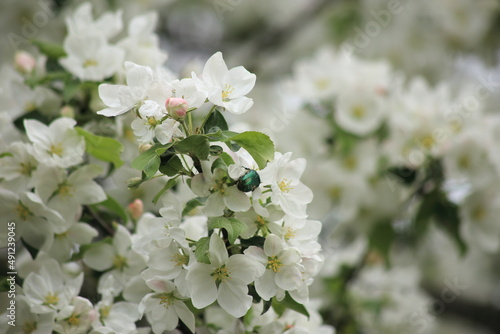 Background of white apple tree blossoms. High quality photo