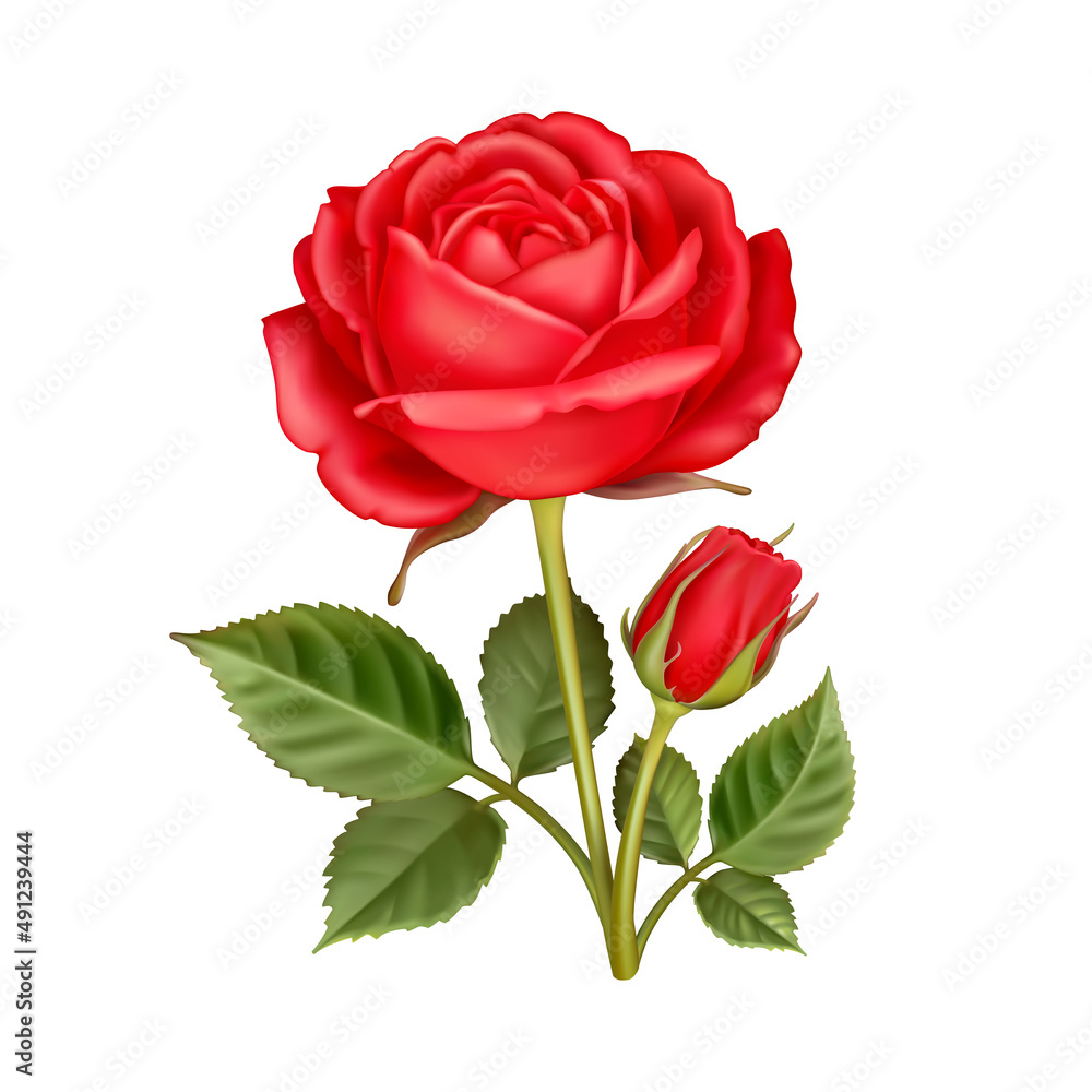 Beautiful flower of red rose with leaves isolated on a white background ...
