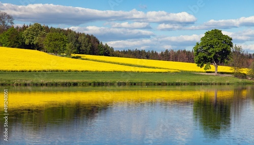 rapeseed canola or colza field in Latin Brassica napus