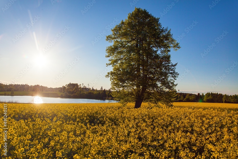 Obraz premium rapeseed field canola or colza in latin Brassica Napus