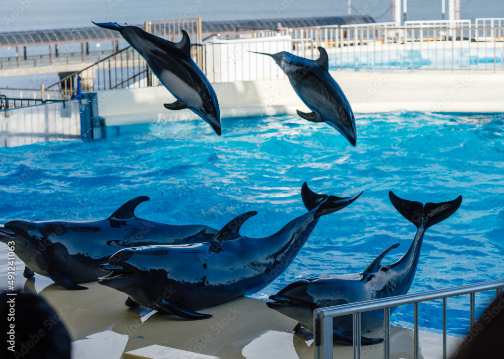 イルカショーのジャンプ２ Stock 写真 Adobe Stock