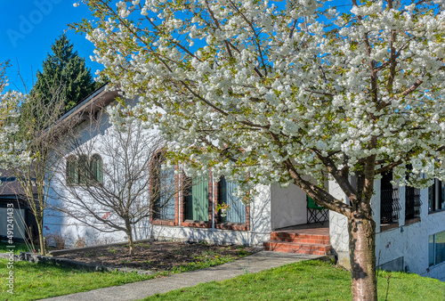Blossoming tree in front of residential house on a spring season in Canada