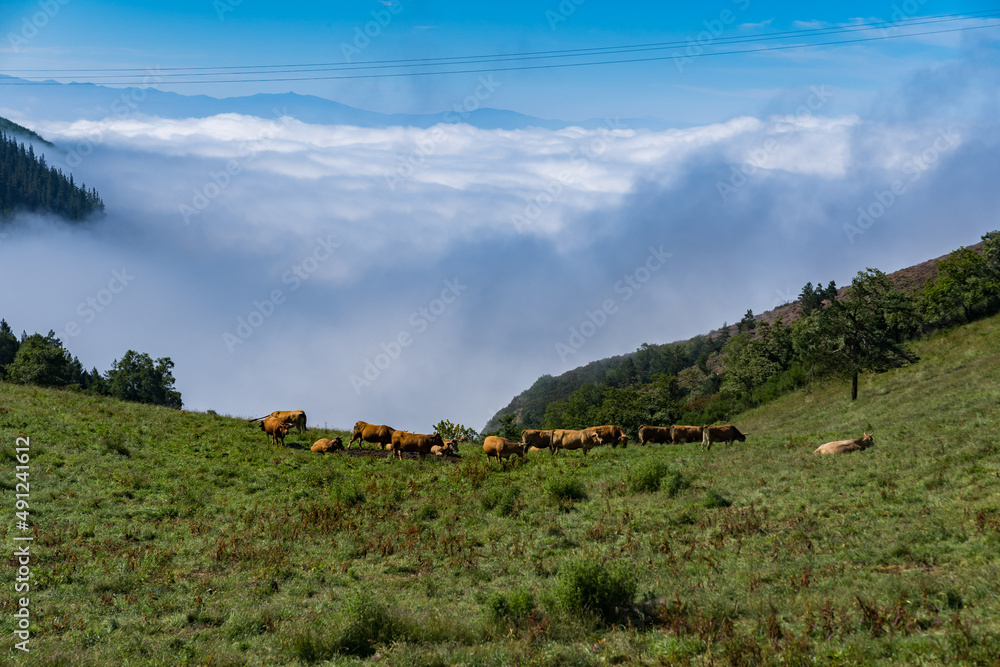 Obraz premium カミーノ サンティアゴへの道