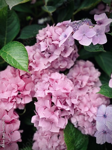 Hydrangea