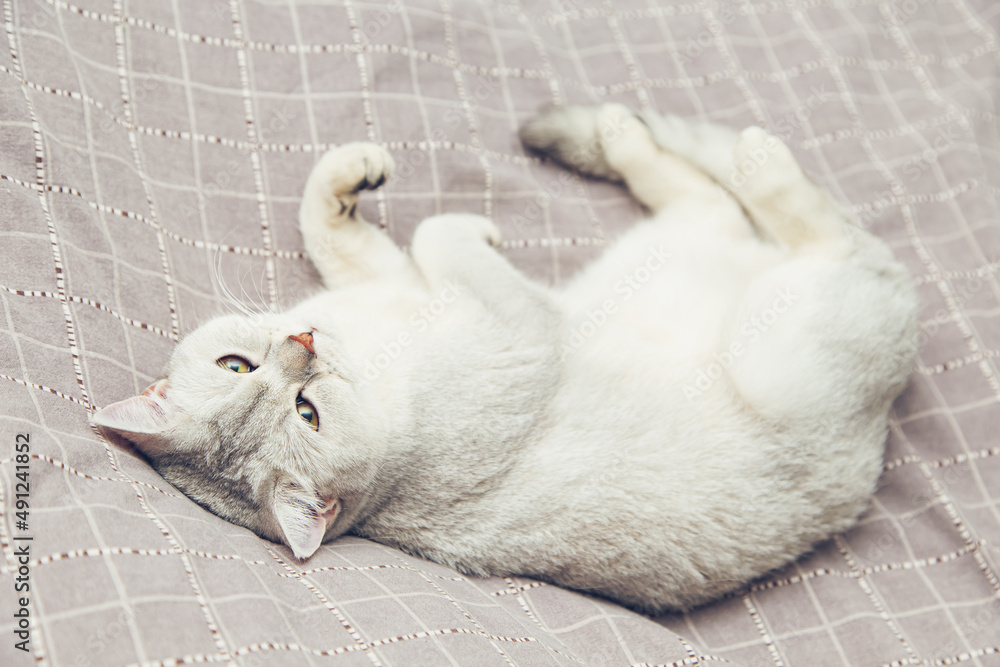 Fototapeta premium The cat lies in a funny position on the bed.