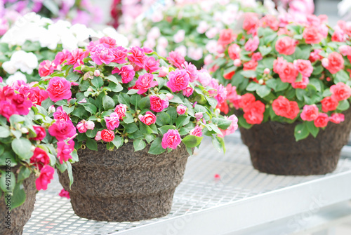 impatiens in potted, scientific name Impatiens walleriana flowers also called Balsam, flower bed of blossoms photo
