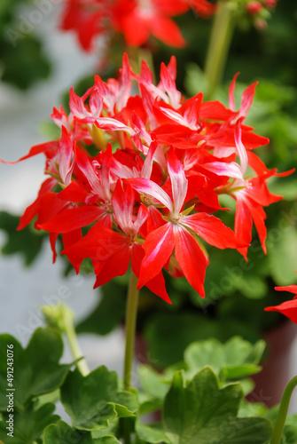 Pelargonium - Geranium Flowers showing their lovely petal Detail in the garden