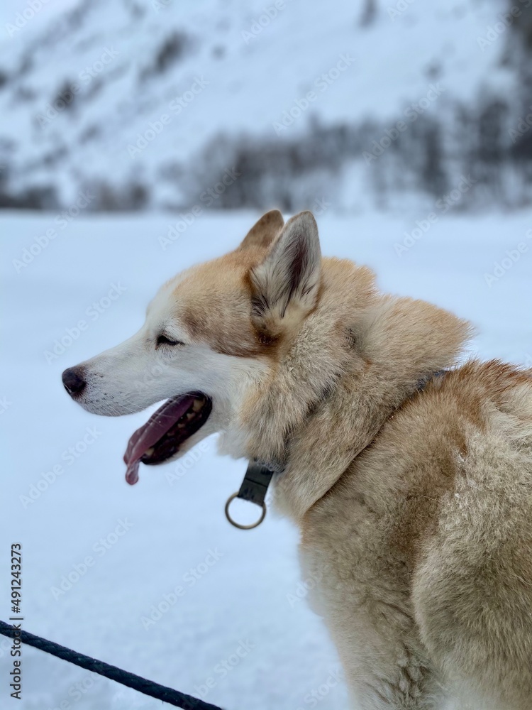 Sled dog in snow