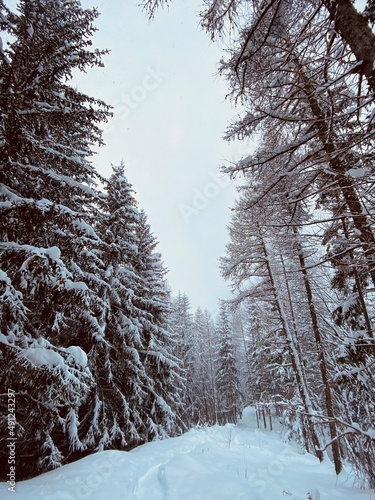 winter forest in the snow