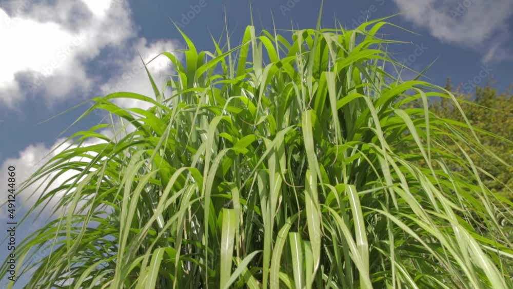 pointing upwards huge grass with blue sky in summer pointing upwards huge grass with blue sky in summer