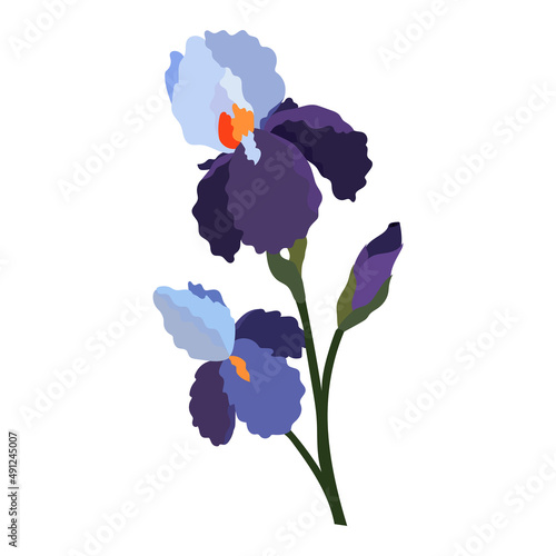 Iris flowers isolated on white background