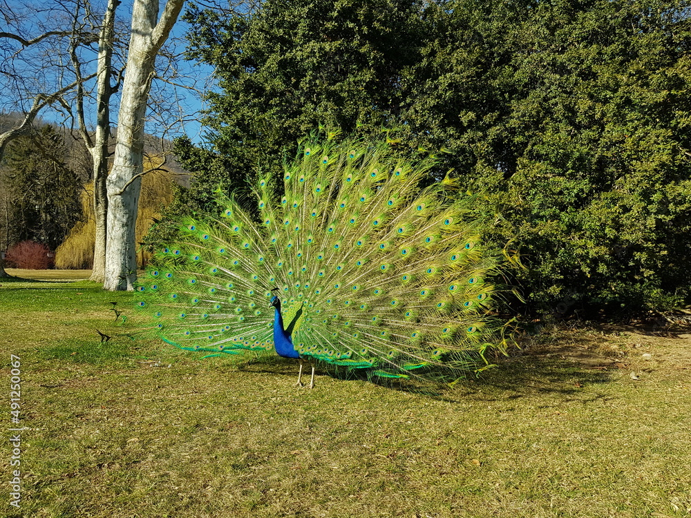 Obraz premium Pfau schlägt ein Rad (Pfauenrad)