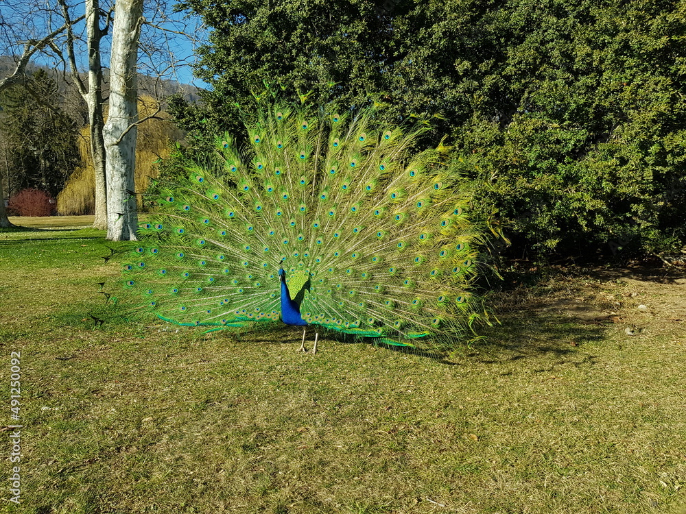 Obraz premium Pfauenrad