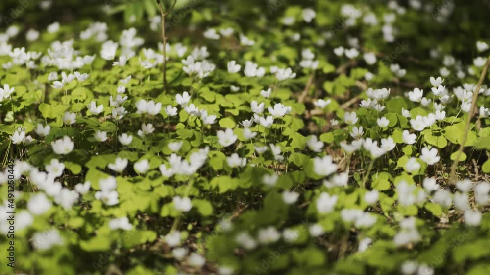 White Oxalis blooms in the forest in spring. View using the slider. White Oxalis blooms in the forest in spring. View using the slider.