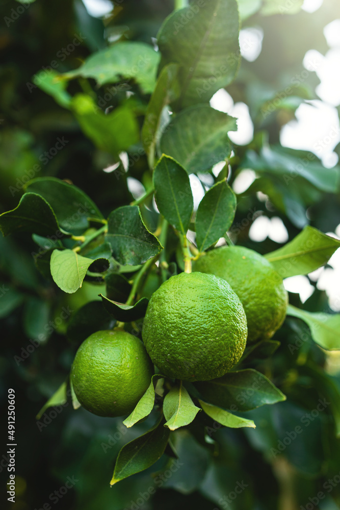 Ripe green lemons on the small evergreen tree Ripe green lemons on the small evergreen tree