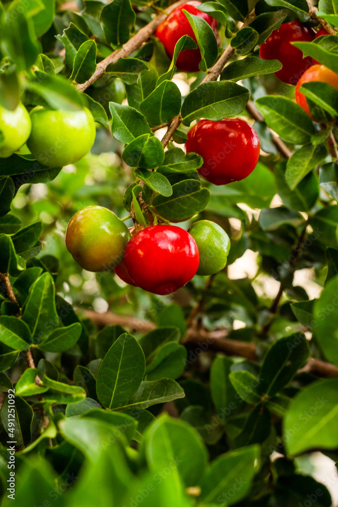 Acerola pendurada na árvore, fruta tropical brasileira mais alta em vitamina C Acerola pendurada na árvore, fruta tropical brasileira mais alta em vitamina C