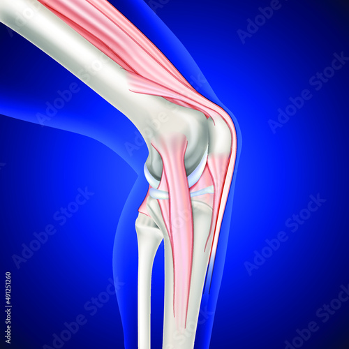 Illustration of musculoskeletal leg and knee on dark blue background, used for medical and educational use.