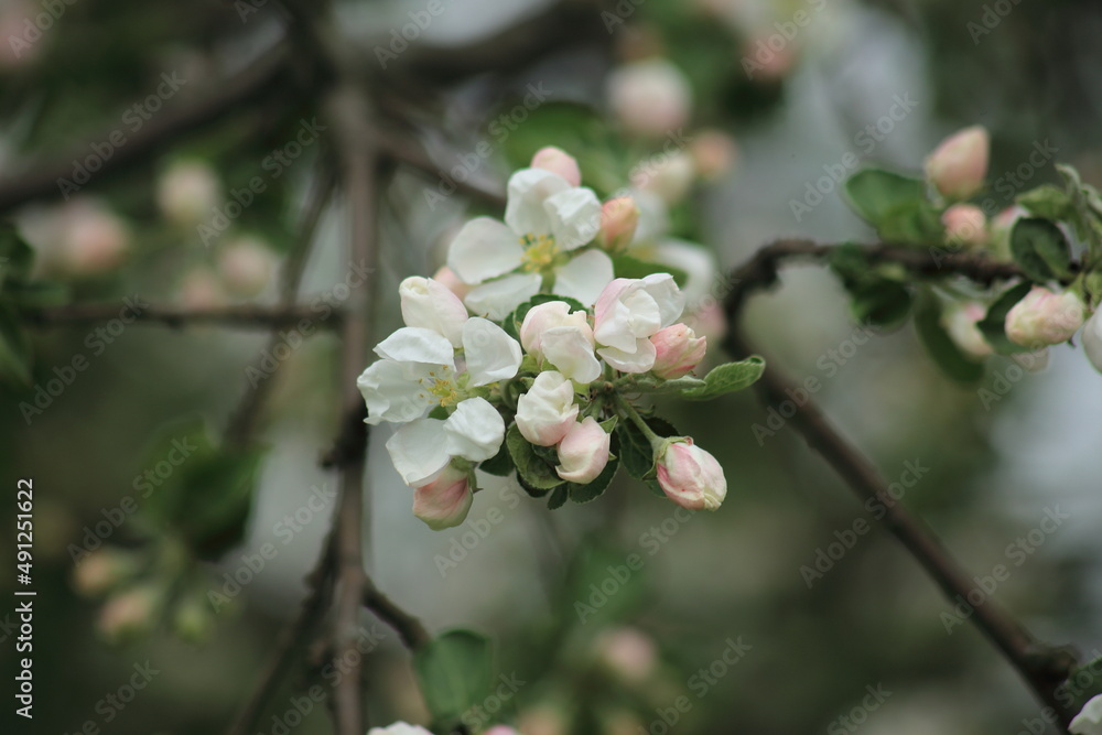 White flowers and pink buds of an apple tree on the background of a spring garden. High quality photo White flowers and pink buds of an apple tree on the background of a spring garden. High quality photo