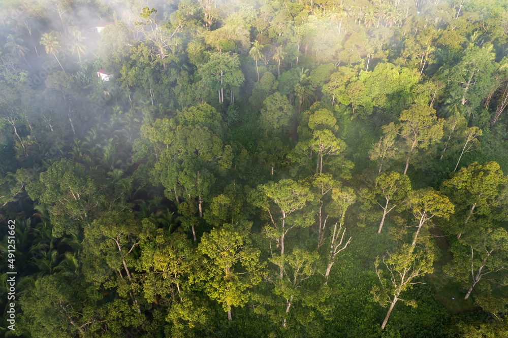 Fototapeta premium Aerial view of Durian Orchard