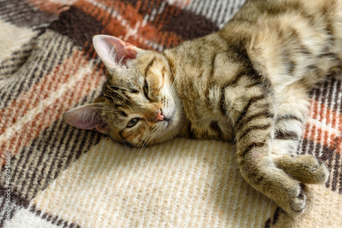 Portrait of a cute Bengal cat looking in camera, Close up © chernikovatv